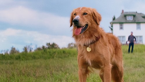 A Dog's Purpose - Mục Đích Sống Của Một Chú Chó - Hình 2