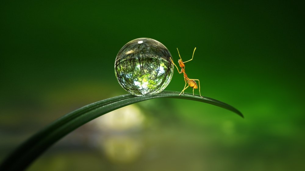 Thế Giới Siêu Nhỏ (Mùa 1)