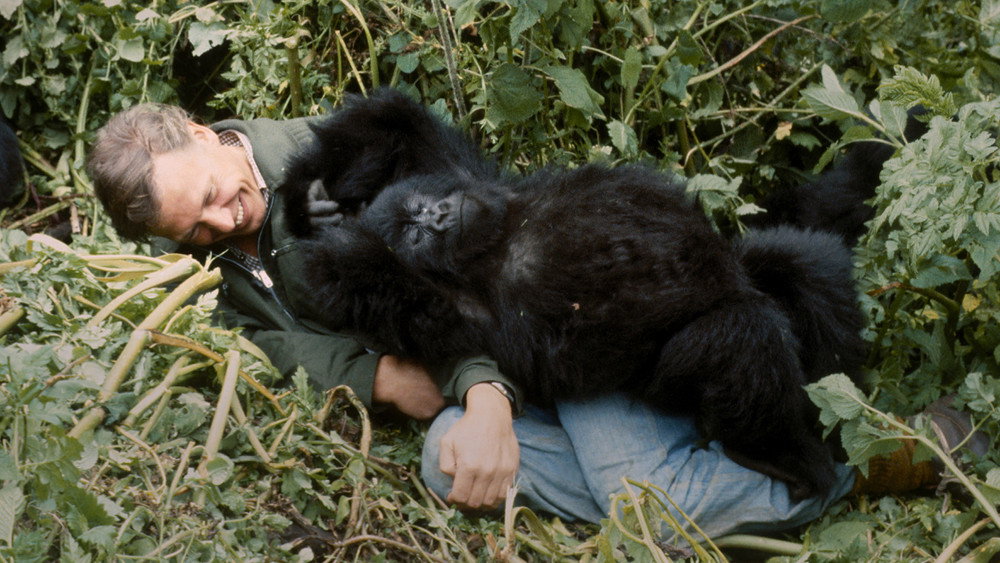 Hành Trình Của Khỉ Đột – Qua Giọng Kể David Attenborough